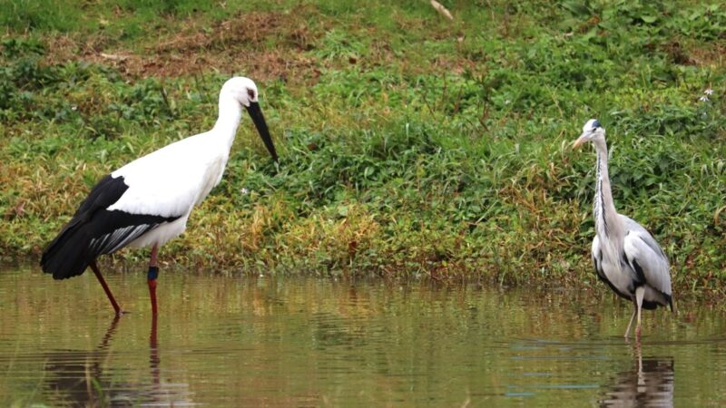 コウノトリの紹介 | 豊岡市立コウノトリ文化館