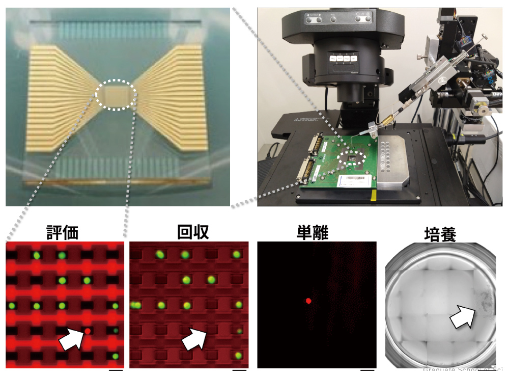 貴重で高機能な細胞1つを、標識せずに細胞の回転速度から見つけ出す