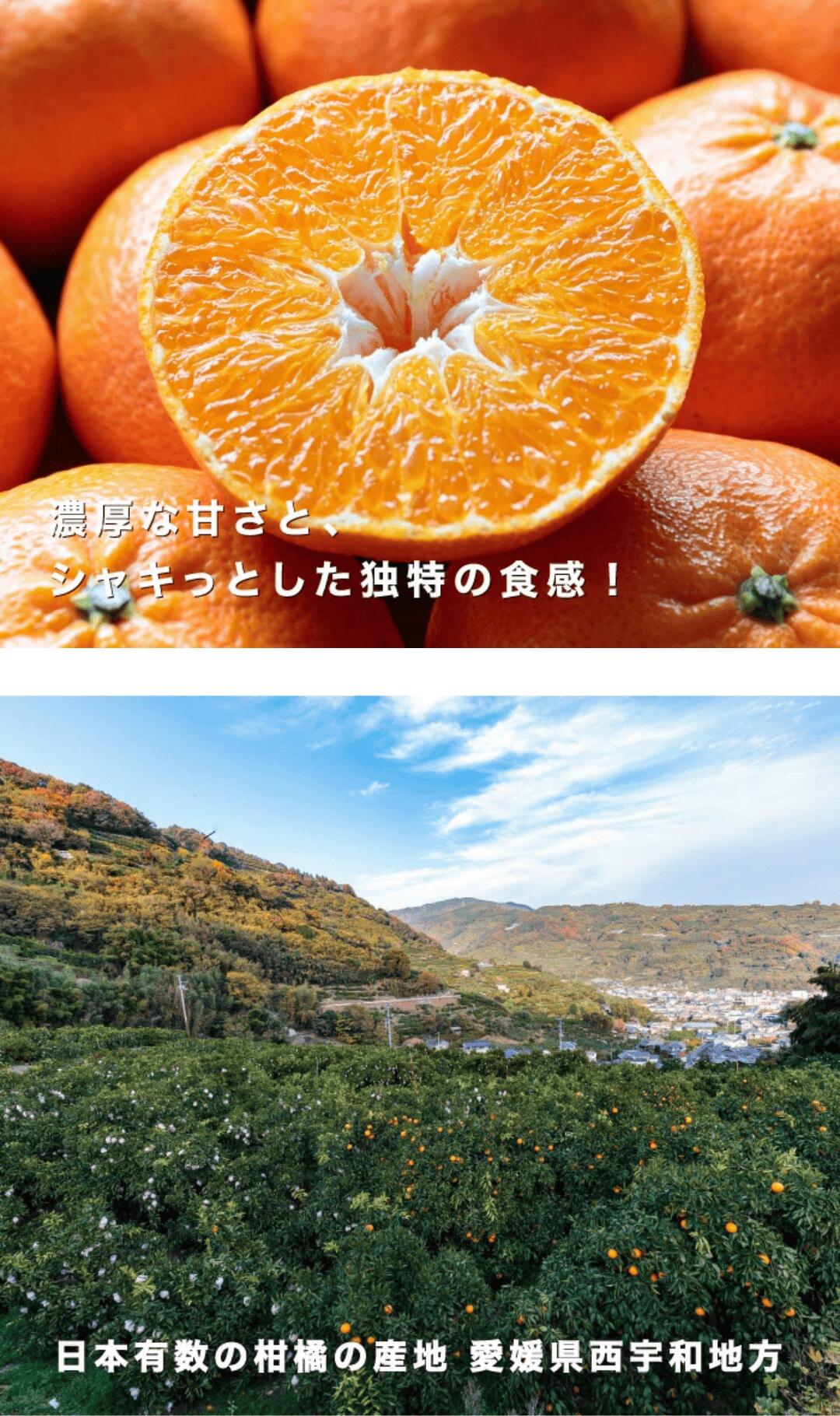 濃厚な甘みが特徴の甘平を愛媛西宇和より産地直送【お試し6kg】