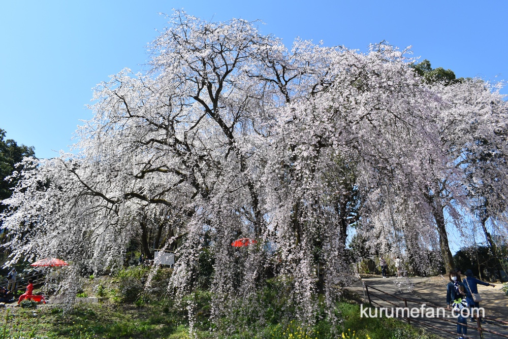 うきは市 しだれ桜「身延桜」が見頃！巨大なシダレザクラに感動【動画
