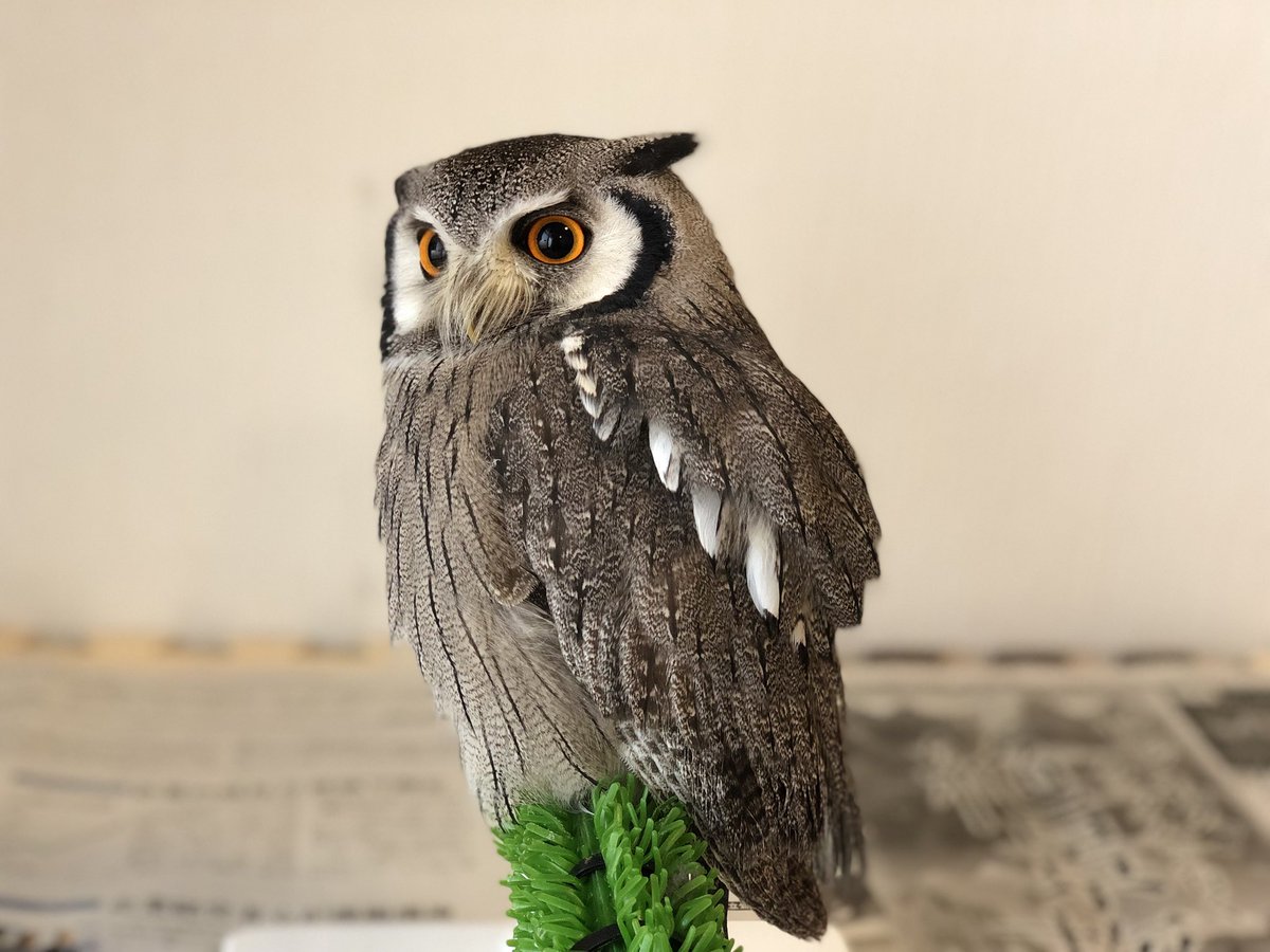 猛禽類の止まり木に必須。パーチに巻く人工芝の取り換え時期は