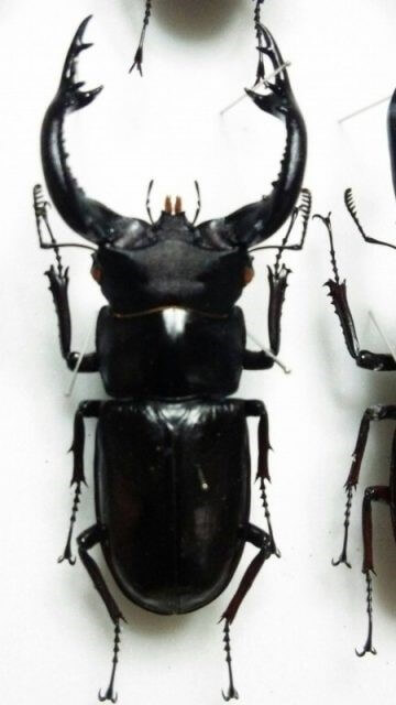 クワガタ標本の紹介：世界のシカクワ＆フタマタクワガタが満載！【友人