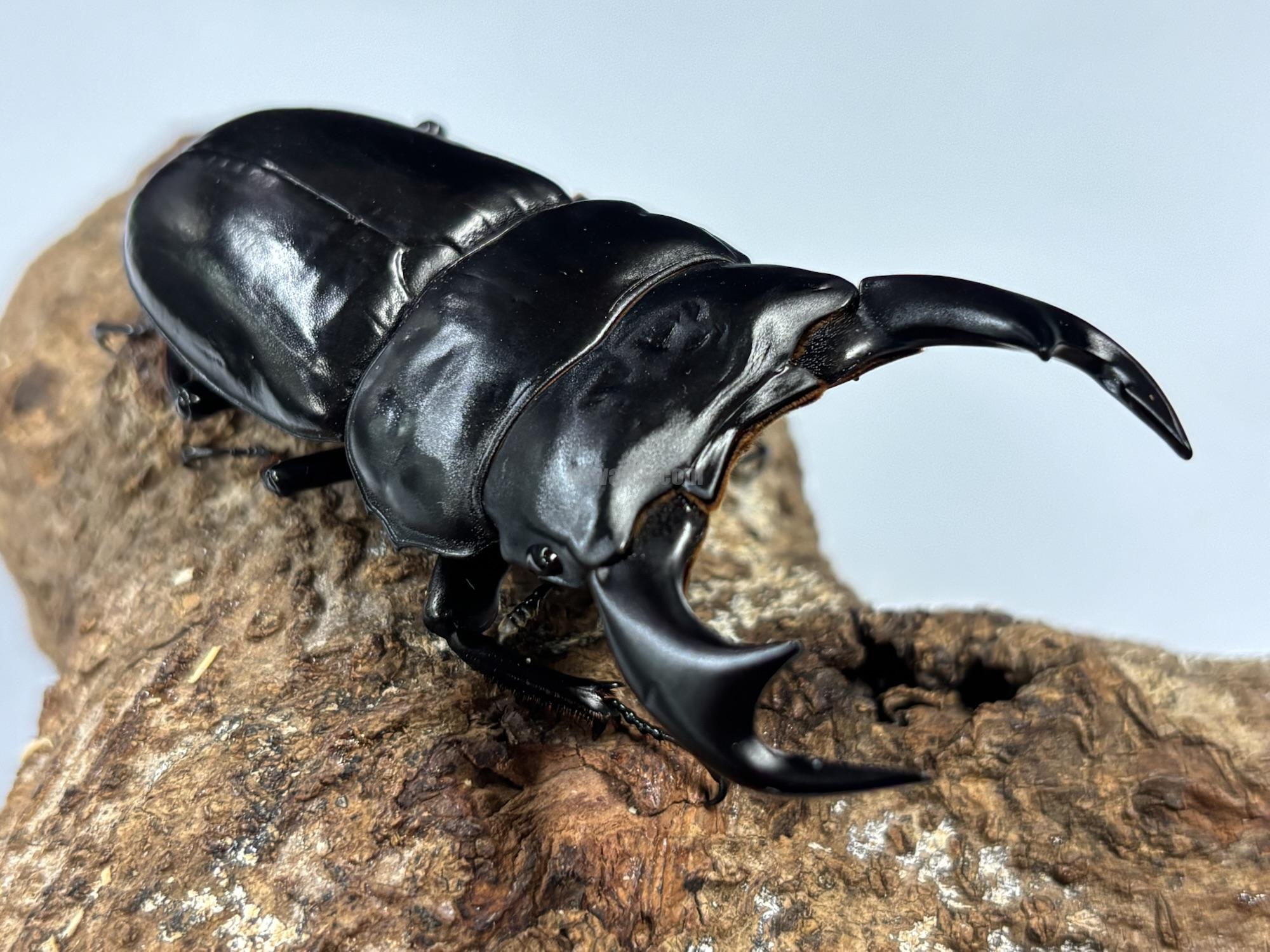 インドアンタエウスオオクワガタペア | くわかぶプラネット