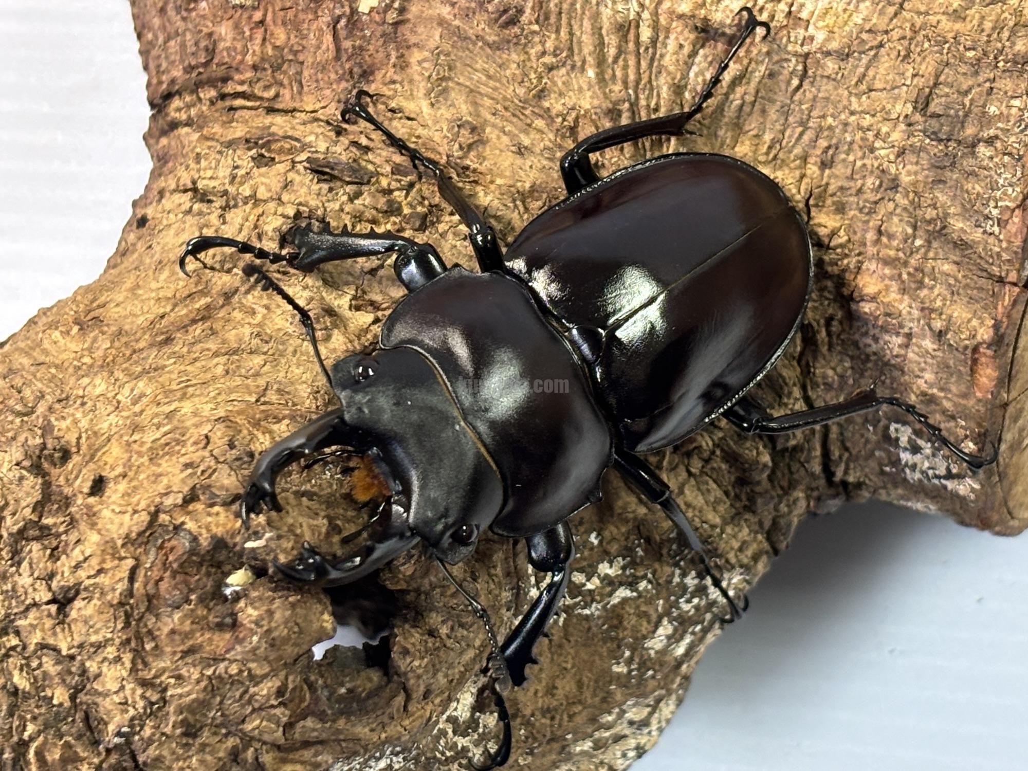 ヤエヤママルバネクワガタペア | くわかぶプラネット