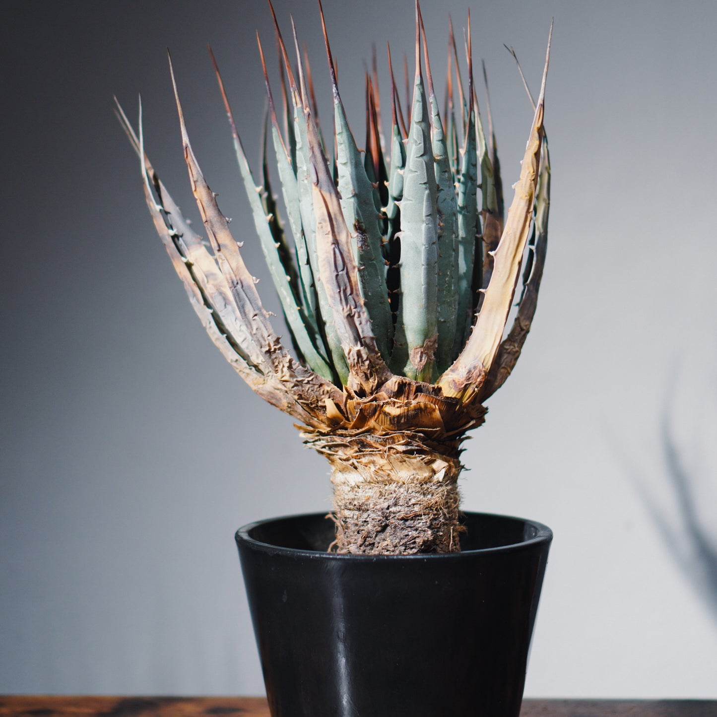 787 アガベ ユタエンシス エボリスピナ 丸型 51 アガベ ユタエンシス