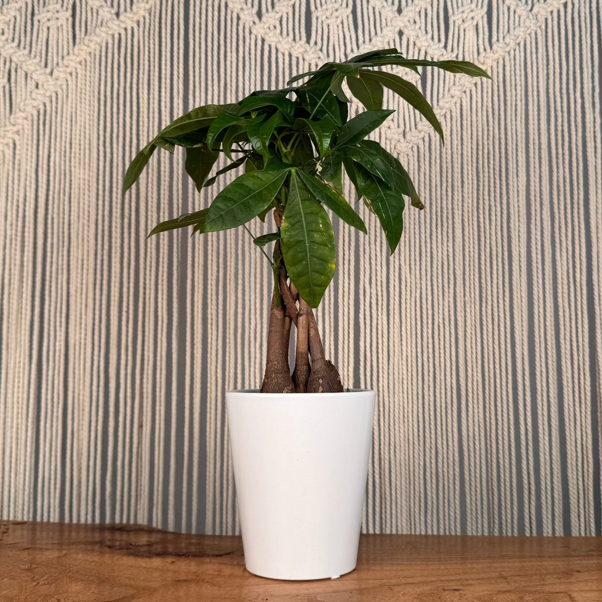 Money Tree – Lakewood Plant Company