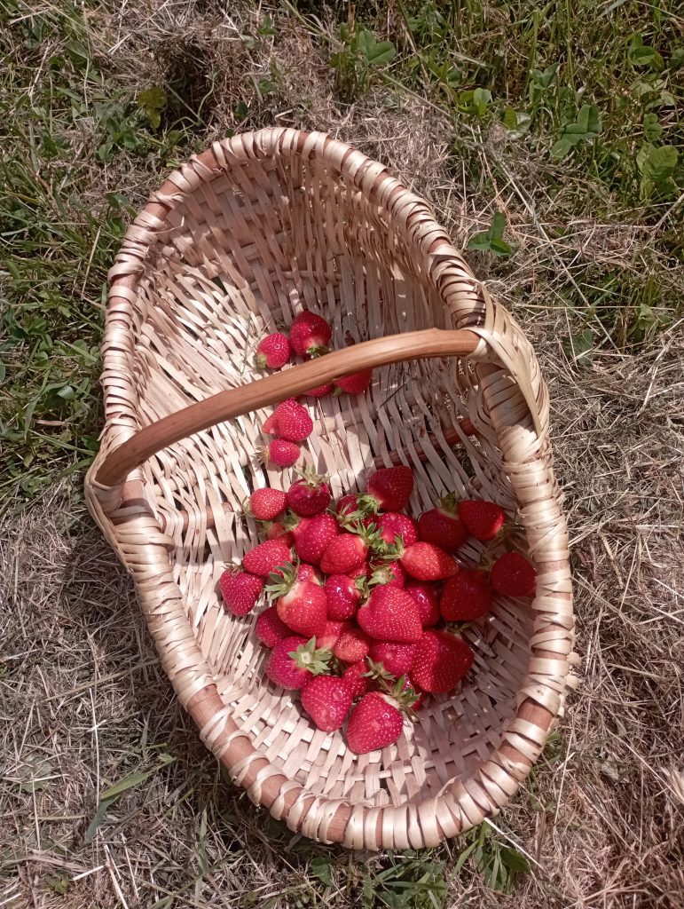 Ma première tarte aux fraises avec les fraises de mon jardin
