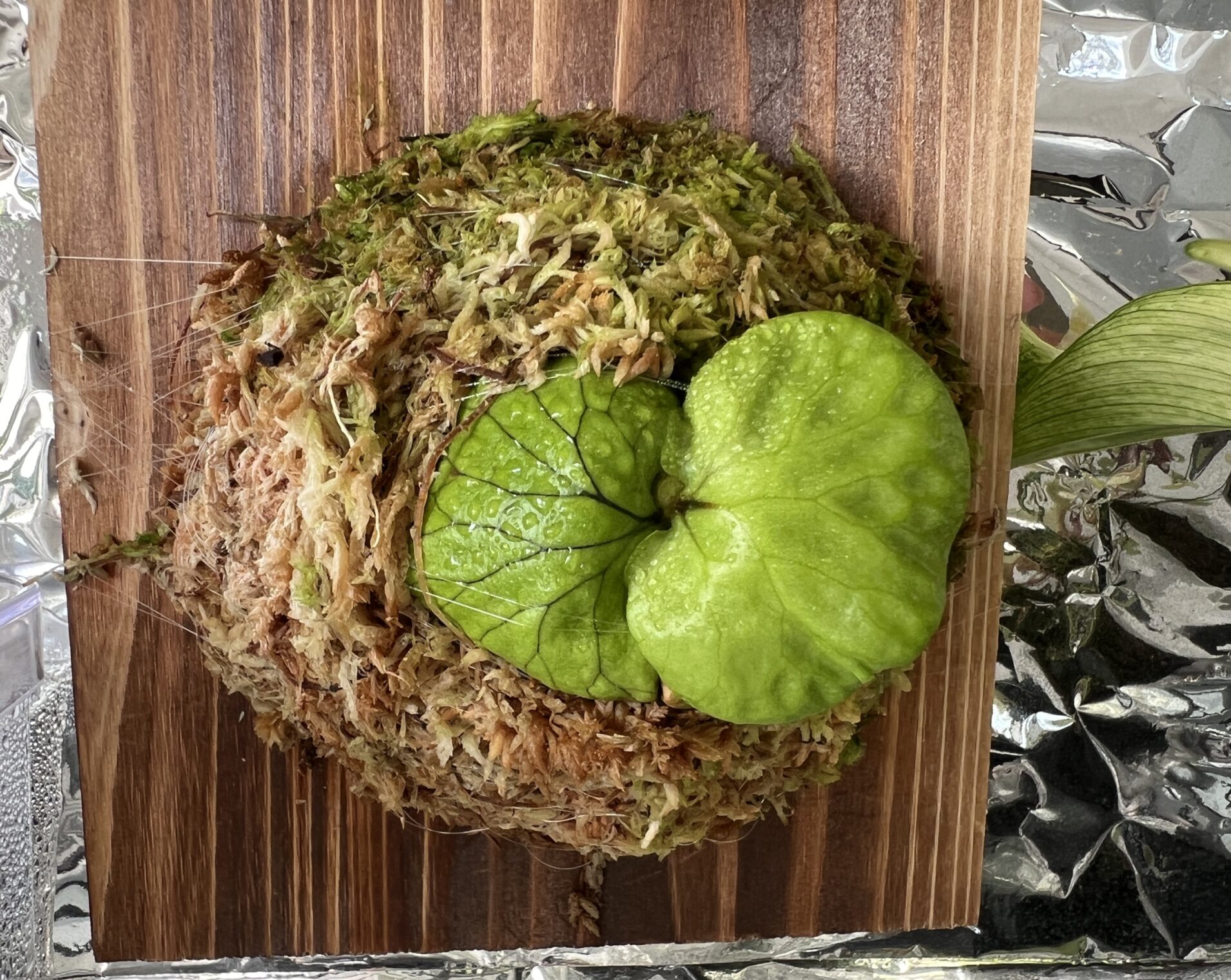 ビカクシダ・マダガスカリエンセ 成長記録・育て方 | シロウト園芸