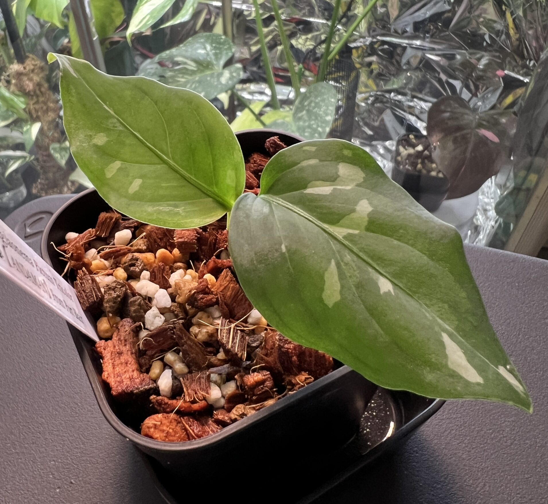 アグラオネマ・ピクタム・トリカラー “アンダマン” 成長記録・育て方