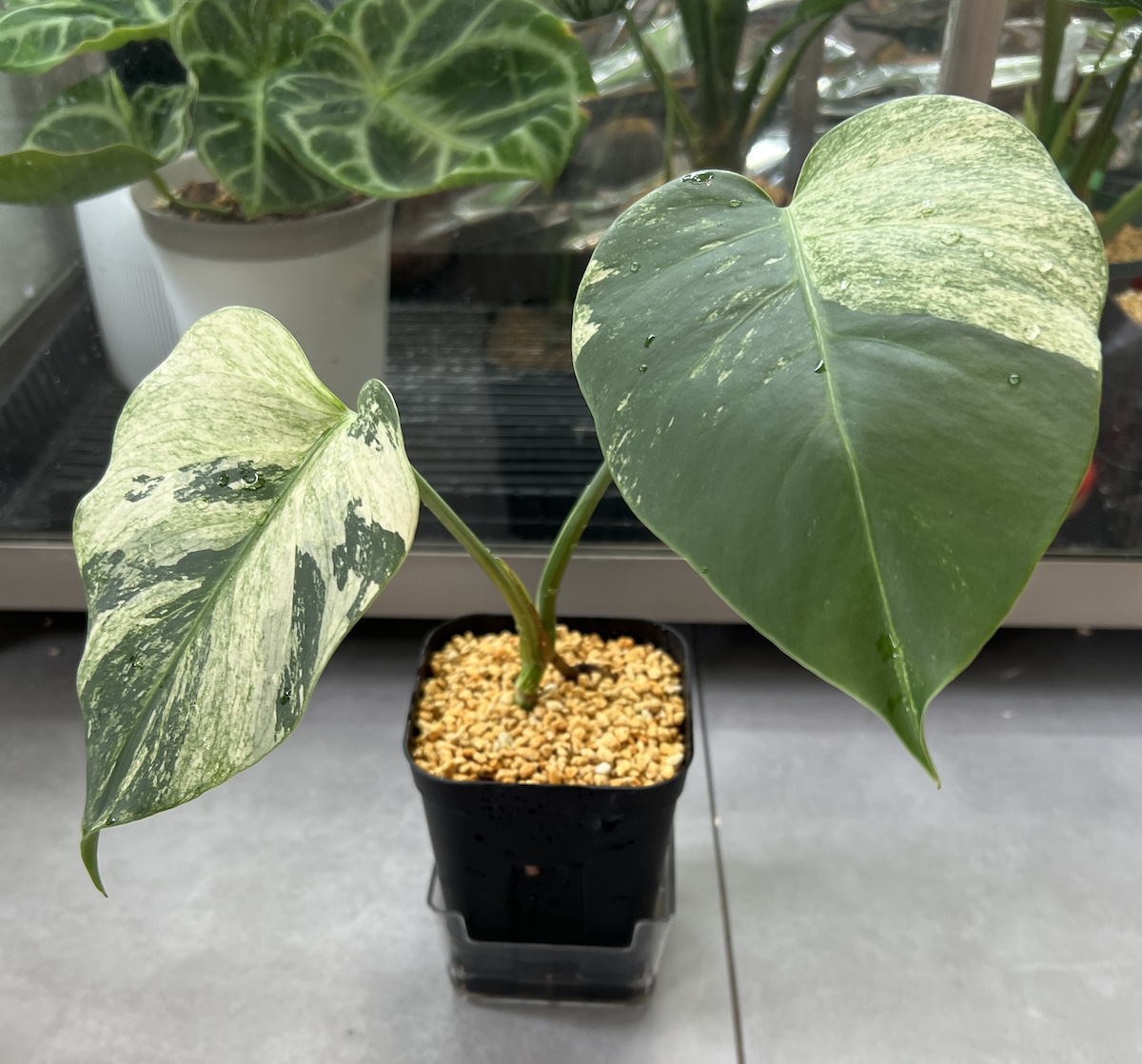 モンステラ 'ミントモンステラ' (ボルシギアナミント / sp. NOID) 成長