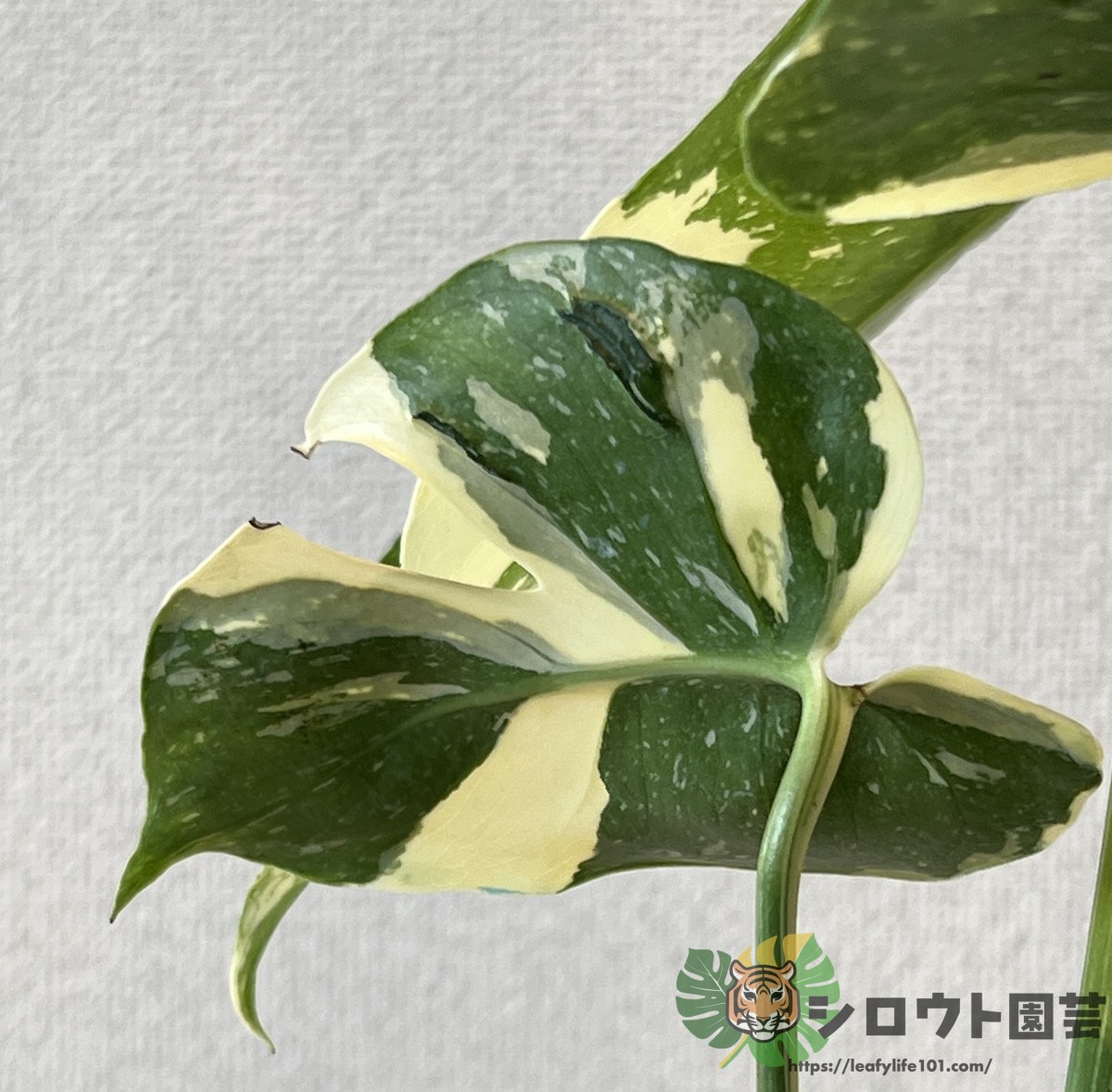 モンステラ・デリシオーサ 'タイコンステレーション メデューサ' 成長