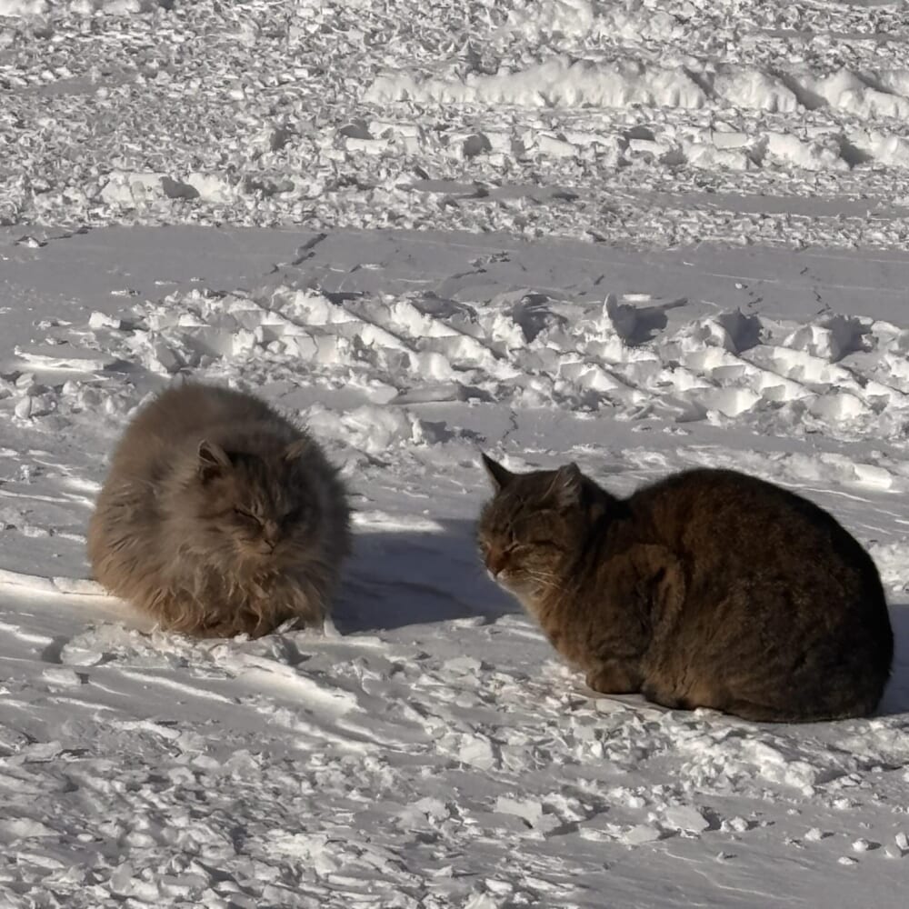 2.22｜ねこの日に思う事【Ver.2026】ノースアイランドビール限定