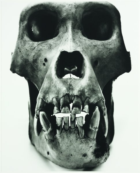 Cranium Architecture | Pinault Collection