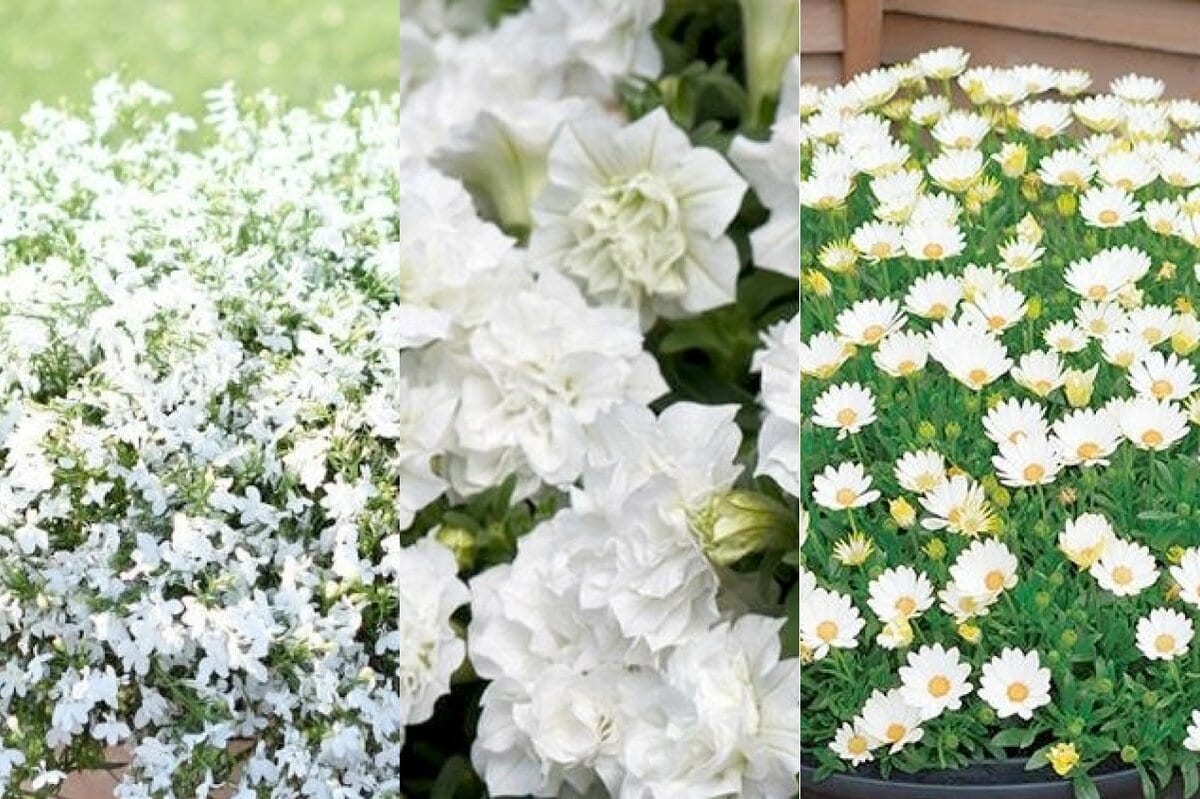 華やかな1株で雰囲気ガラリ！春「長く咲く白い花」3つ。フリル咲き