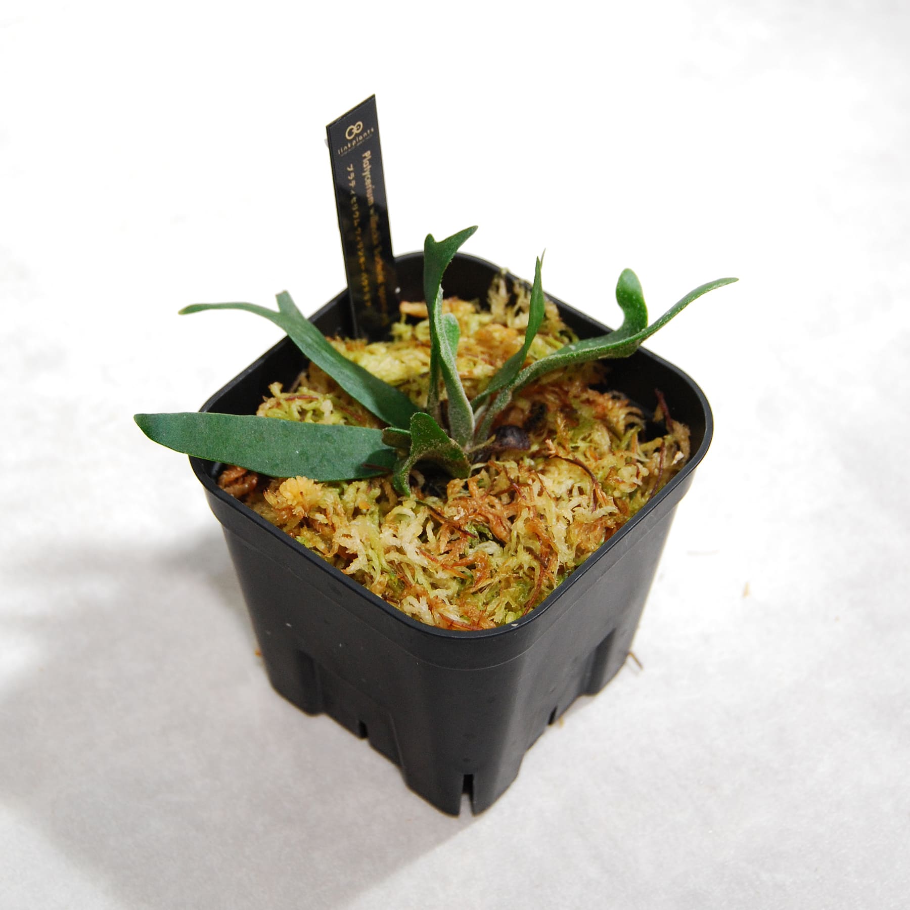 ビカクシダ（プラティセリウム）ウィリンキー バクテリア 57