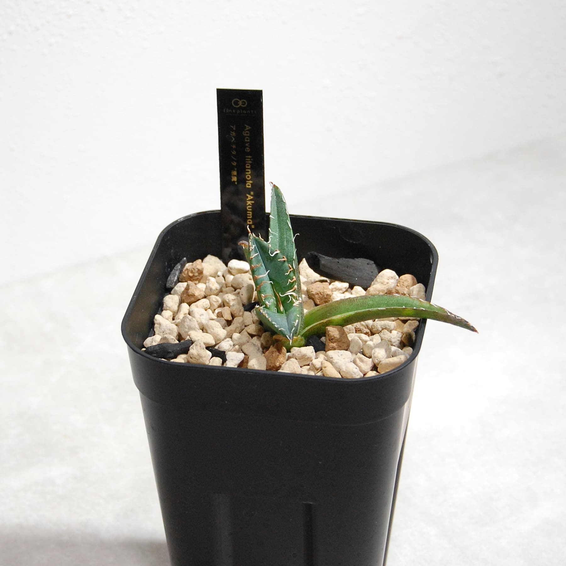 アガベ チタノタ 悪魔（スーパーチタノタ）061 – linkplants -リンク