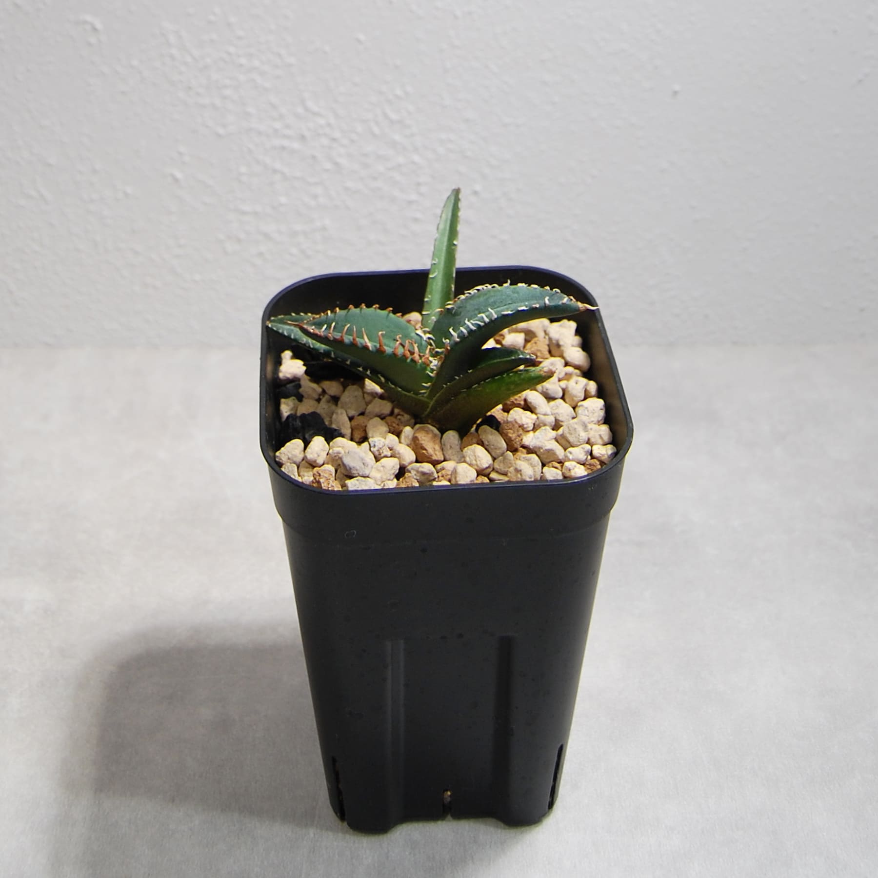 アガベ チタノタ 悪魔（スーパーチタノタ）OS15 – linkplants -リンク