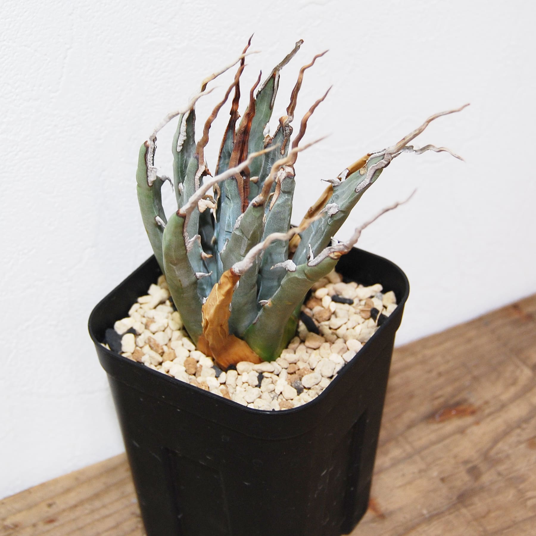 アガベ ユタエンシス エボリスピナ（US株） OS10 – linkplants -リンク