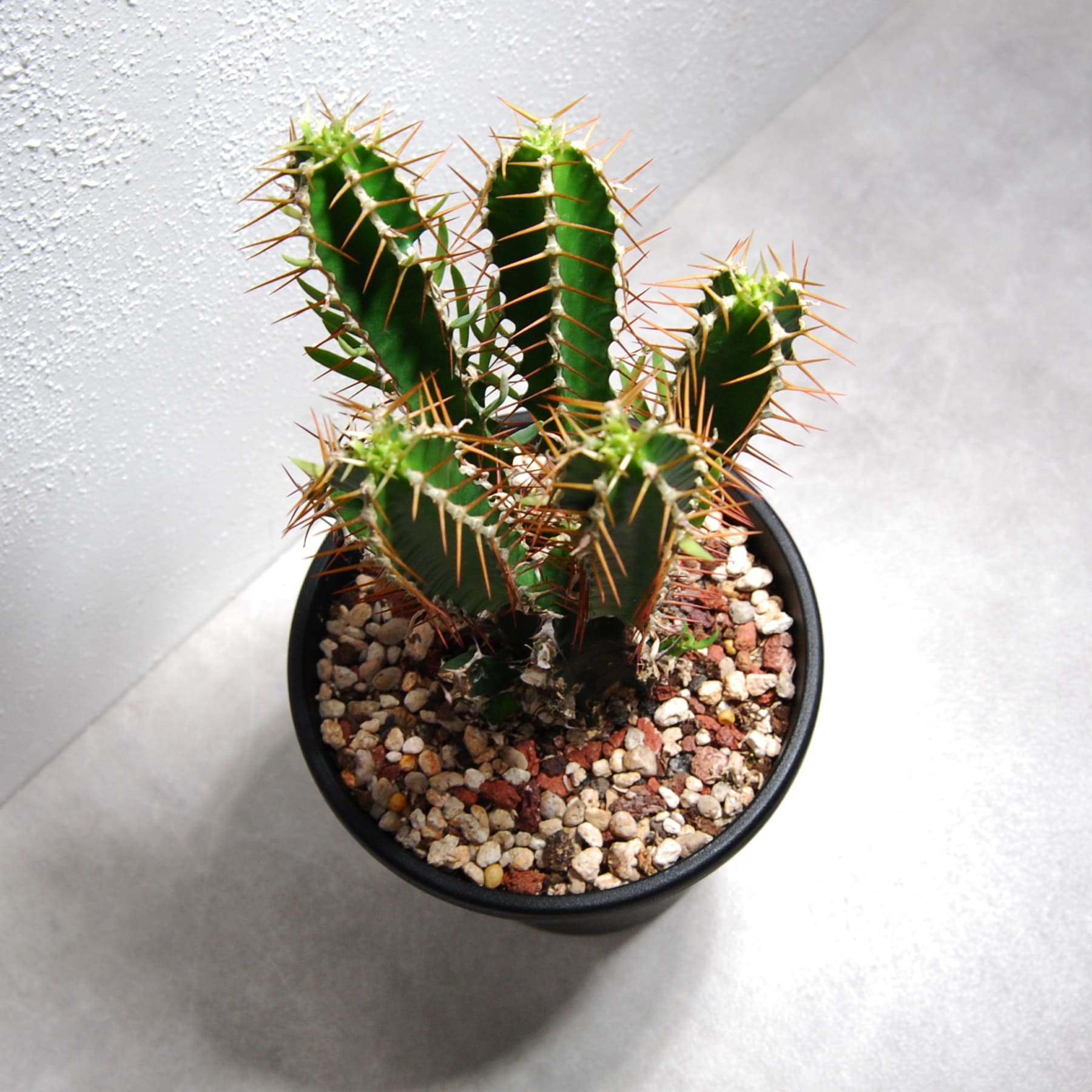 ユーフォルビア ムランジーナ（実生株）001 – linkplants -リンクプランツ-