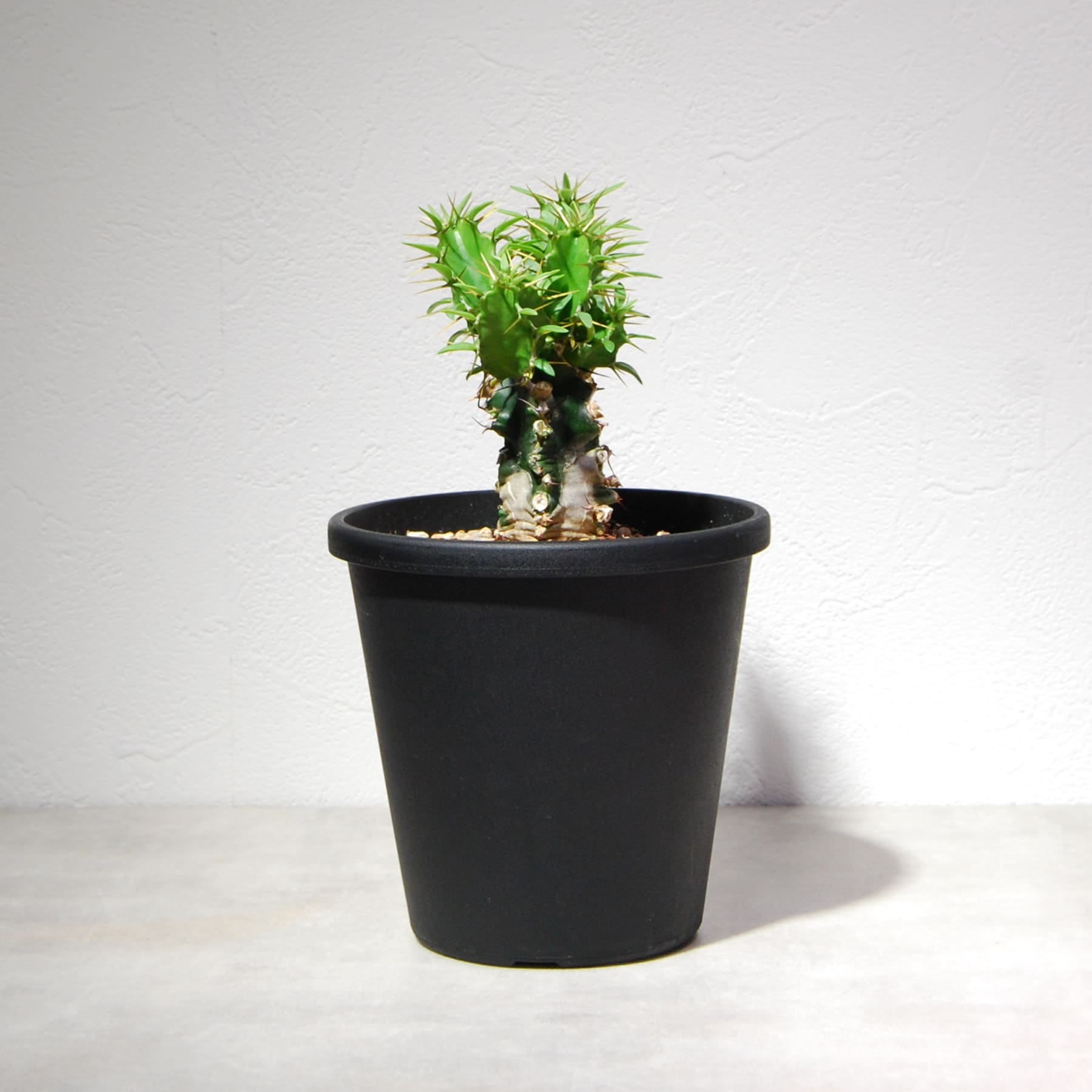 ユーフォルビア ムランジーナ（実生株）002 – linkplants -リンクプランツ-