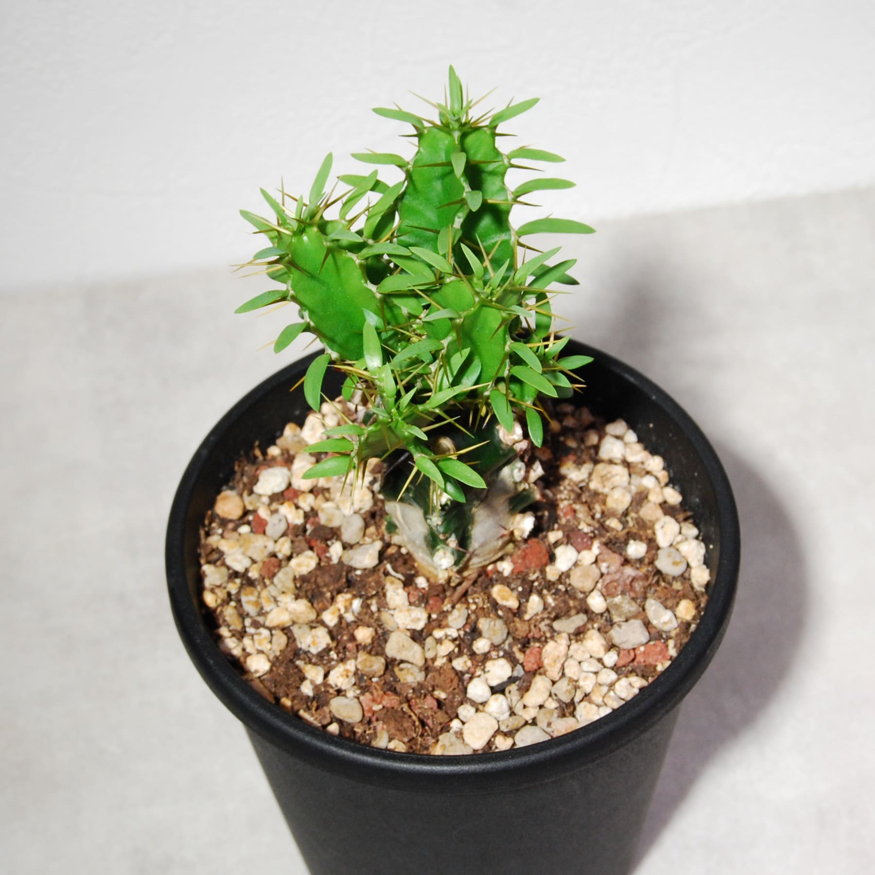 ユーフォルビア ムランジーナ（実生株）002 – linkplants -リンクプランツ-