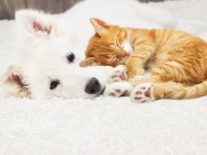 まちづくりにも関わるペットとの共生。日本愛玩動物協会『ペット共生