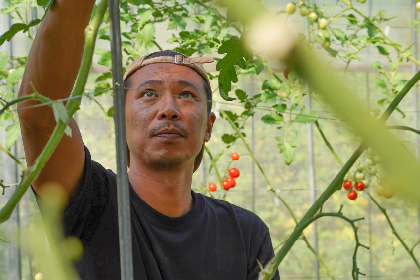 百年の誠実。都農町 | 就農インタビュー：ミニトマト栽培のルーツはレゲエ