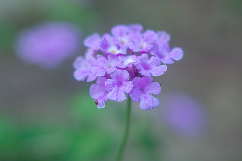 A.Schacht Ulm Edixa-Travenar-A 50mm f/2.8 M42 | Flickr