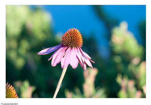 Auto Tamron Adaptall 105mm f2.5 Model #CT-105 | Flickr