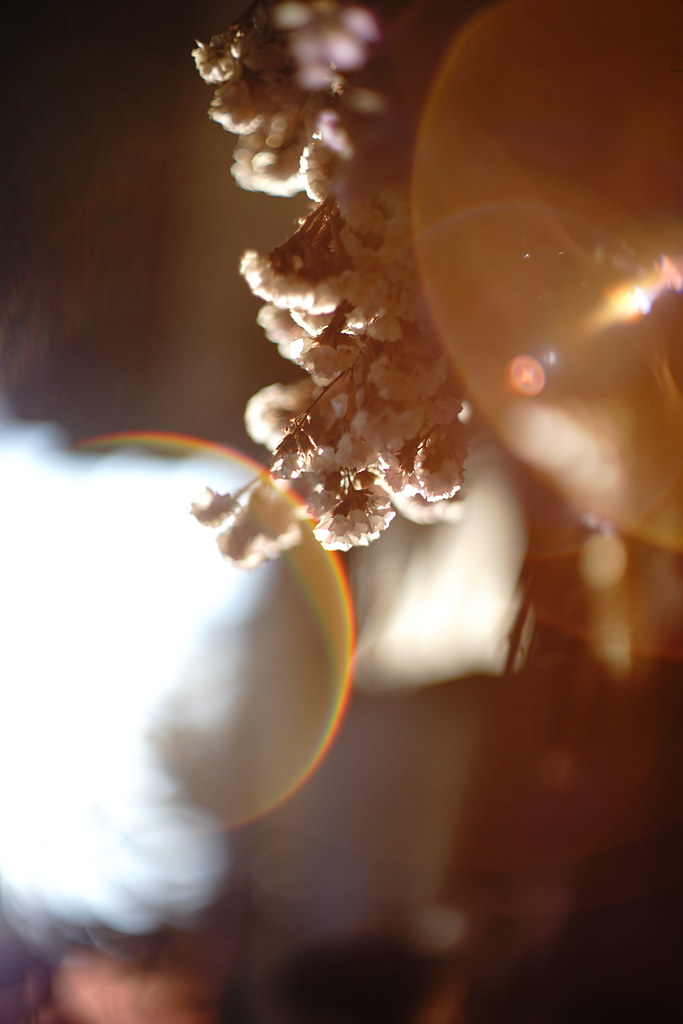 レンズ沼303本目】貴重なSuper-Takumar 50mm F1.4 8枚玉とPENTAX SP