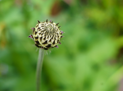 Schneider Kreuznach Radionar L 45mm F2.8 | Flickr