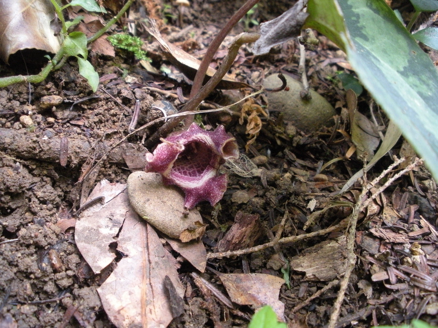 自生地NOW033 ヒロクチカンアオイ : 南九州植物園