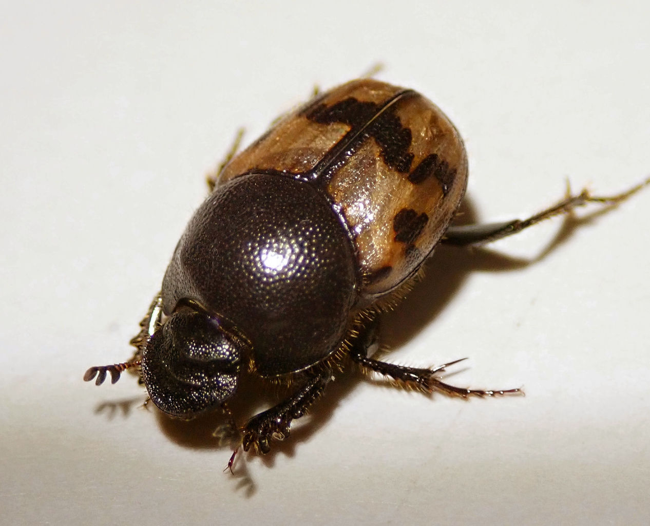 ヤマトエンマコガネの飼育を開始 : むしむしブログ