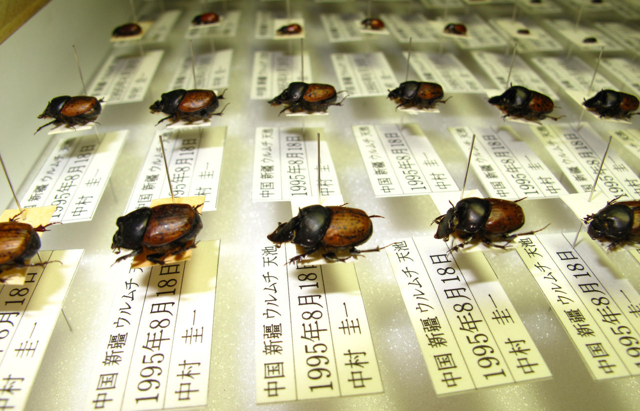 衝撃！発見!！チャバネエンマコガネ20匹 : むしむしブログ