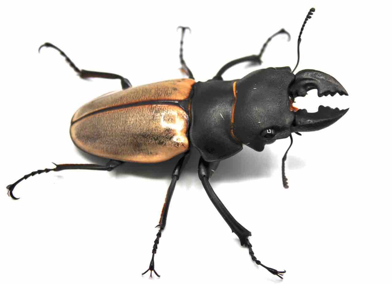 カステルナウツヤクワガタ (スマトラ) 飼育記 : テツのツヤクワ素人飼育