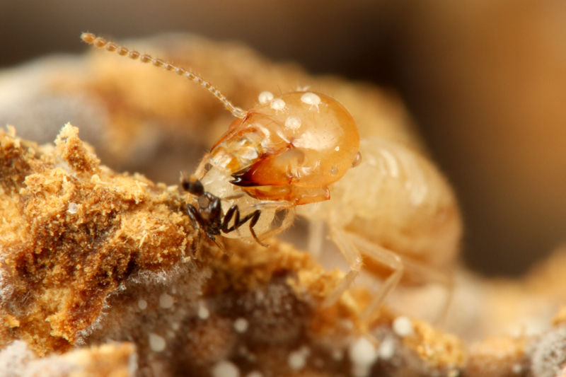 口移しでエサをもらうシロアリの女王 : ありんこ日記 AntRoom