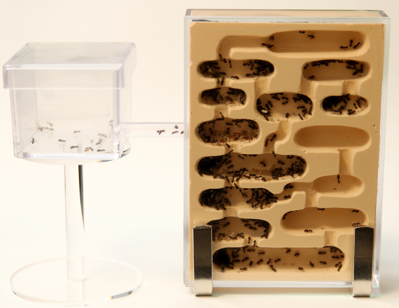 蟻マシーン小型種用（試作品）アリの飼育 : ありんこ日記 AntRoom