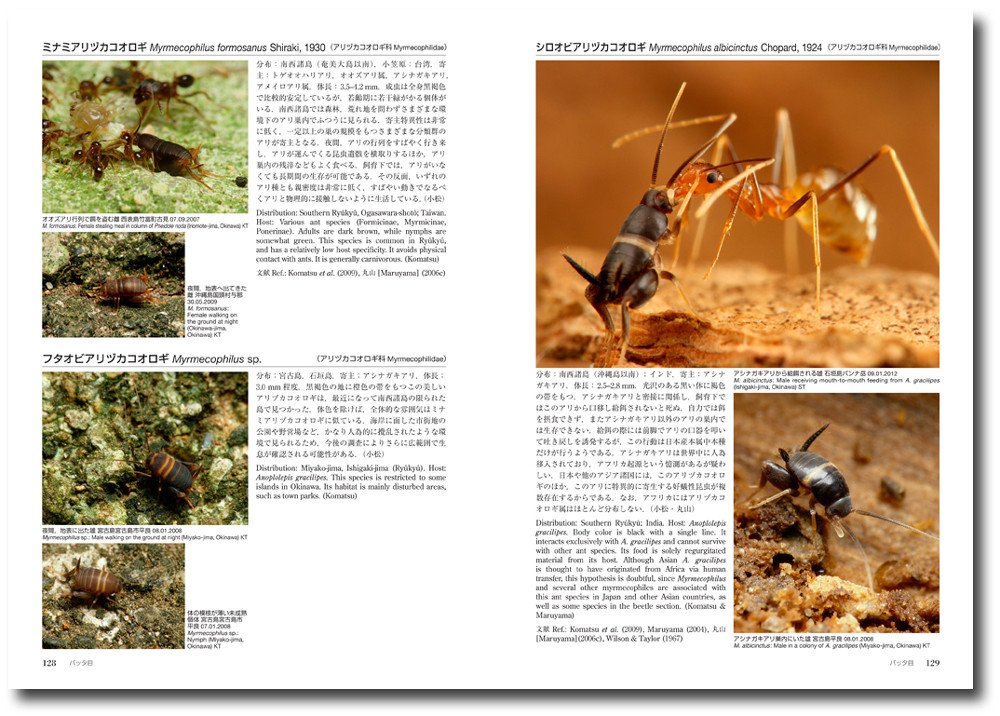 アリの巣の生きもの図鑑 東海大学出版 好蟻性昆虫 蟻 共生 アリの巣の