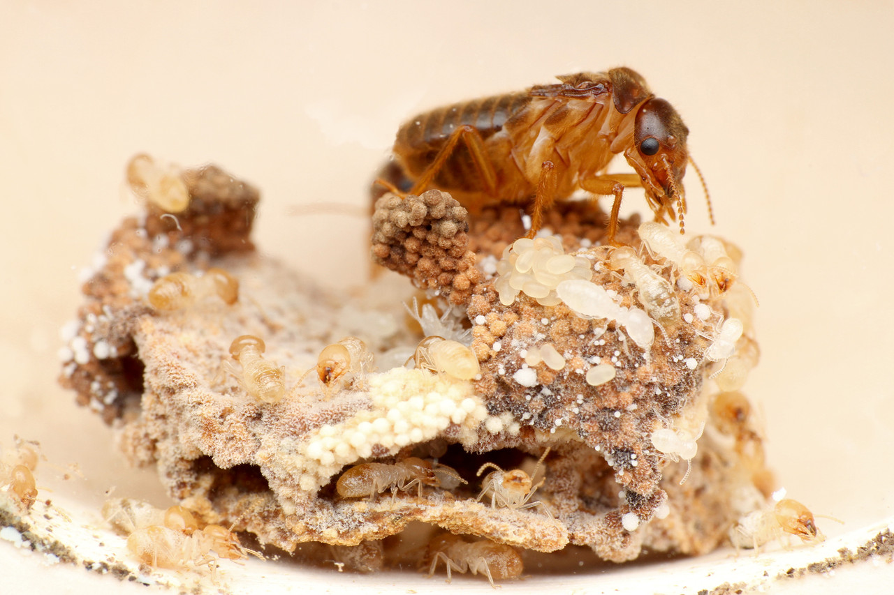 口移しでエサをもらうシロアリの女王 : ありんこ日記 AntRoom