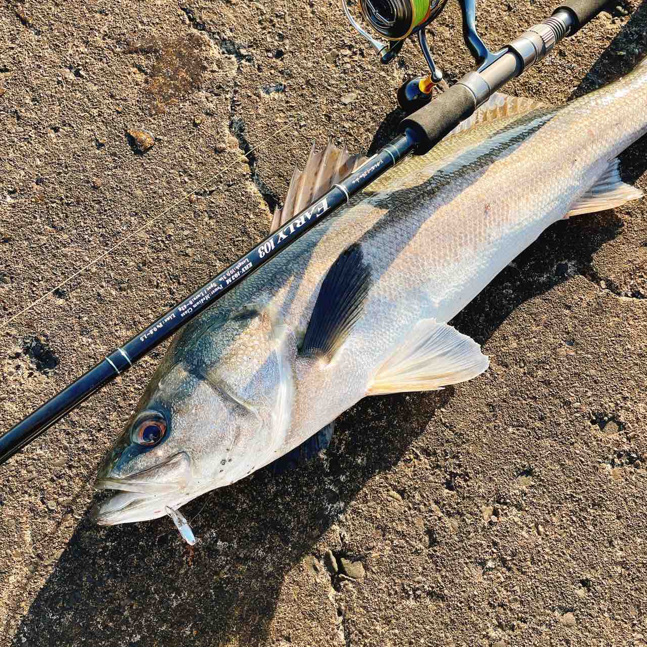 EARLY 103 & EARLY 99ルアーロッド ヤマガブランクス EARLY 103M for