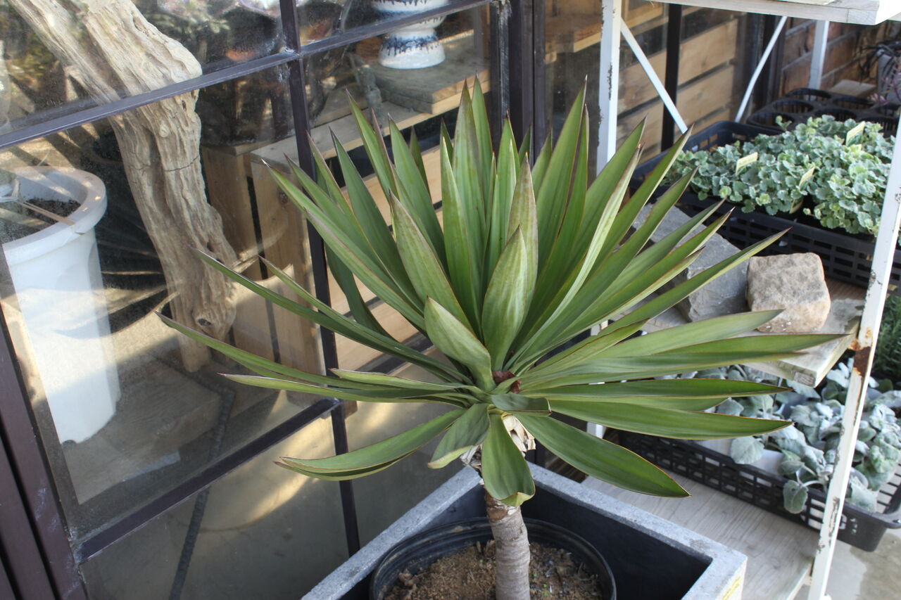 耐寒性ダシリリオン ミキワネンシス大株◇南国ドライガーデン アガベ
