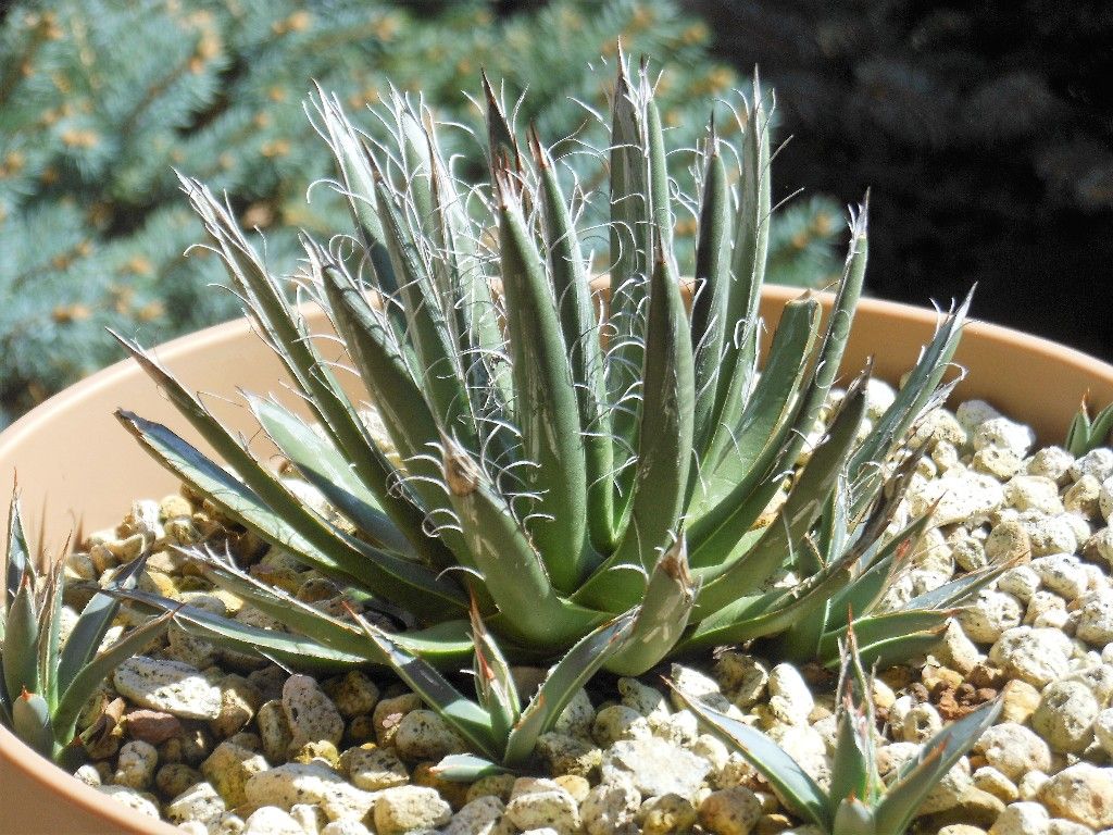 アガベ』 【パルビフローラ】「姫乱れ雪」 : 【My Favorite Plants】