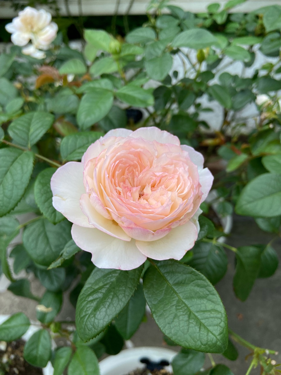 バラ2番花開花中:ラナムール,彩,エンジェルフェイス : のばらの