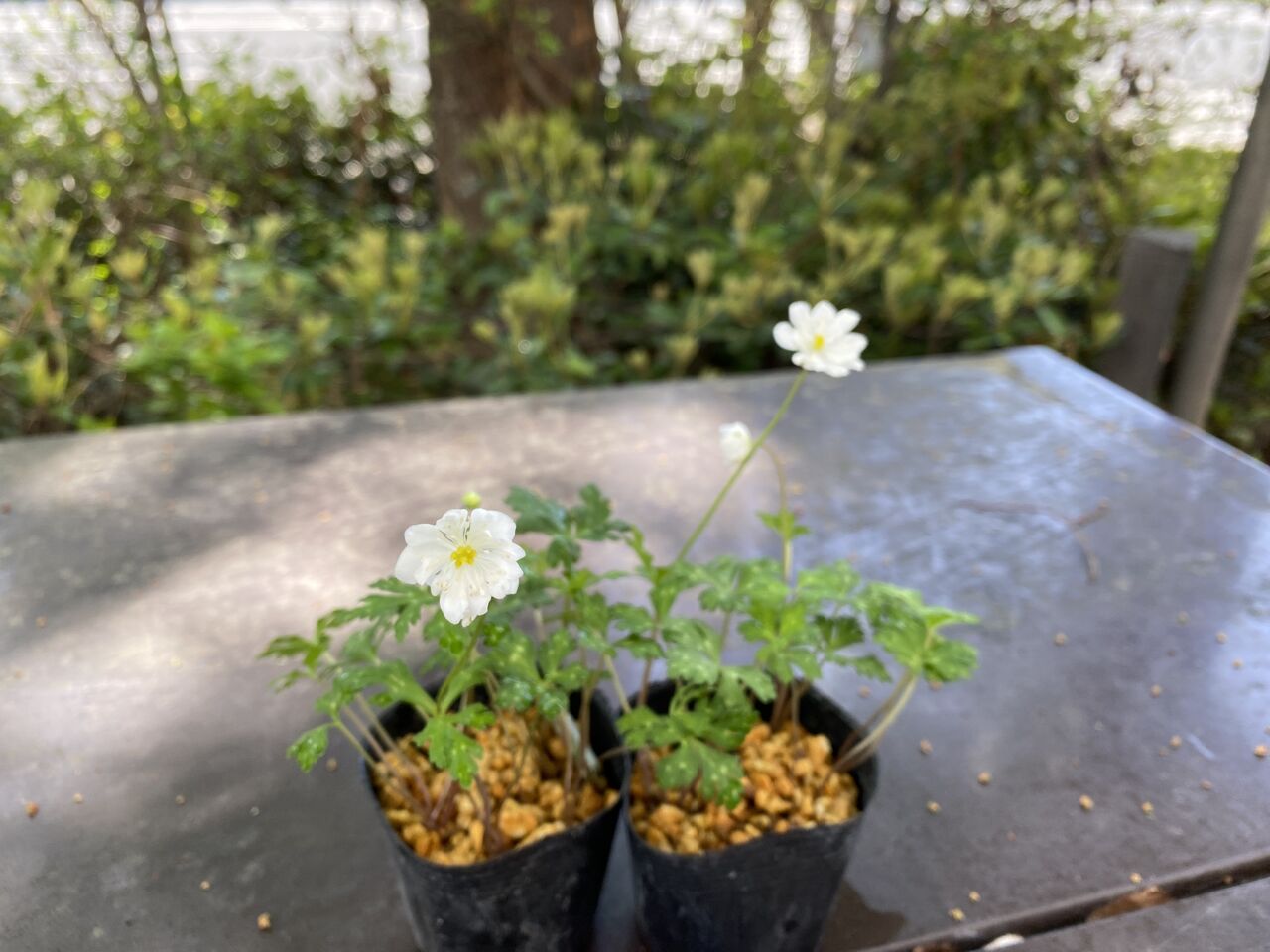 二輪草銀盃販売 : 花重 京都 hanajyu