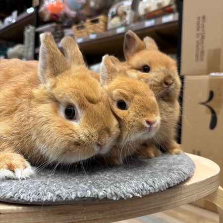 オレンジうさちゃんご紹介 : うさぎブログ うさぎのしっぽ公式ブログ