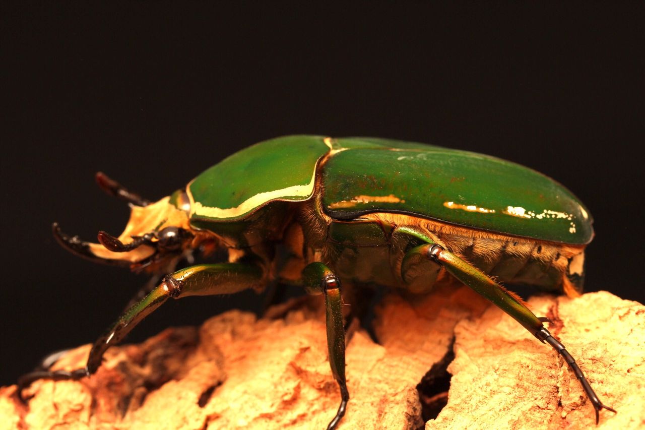 トルクアータオオツノカナブン(インマキュリコリス)飼育記