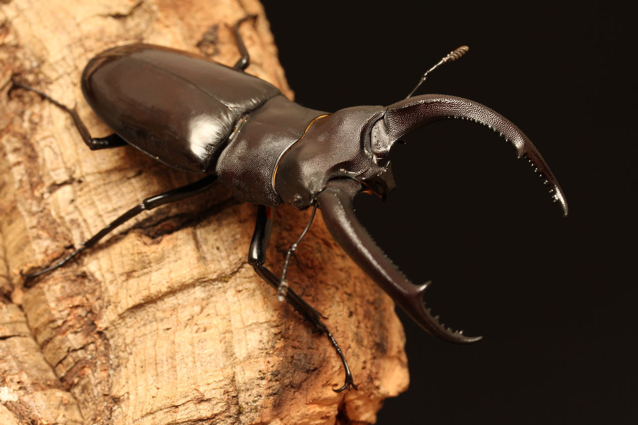 リノケロスフタマタクワガタ飼育記 : オオカブトの部屋