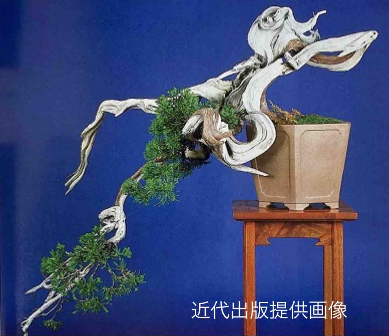 木村正彦先生・現代盆栽のエポック、真柏『遊』30年ぶりに先生の庭に