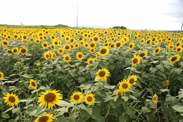 ひまわり真っ盛り！今年で17年目を迎える浮島ひまわりらんどが見頃っ