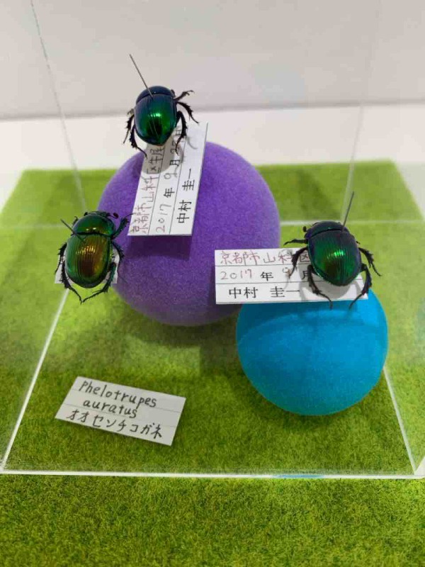 □🪲『ならまち糞虫館（ふんちゅうかん）』を訪ねて — 神の使い